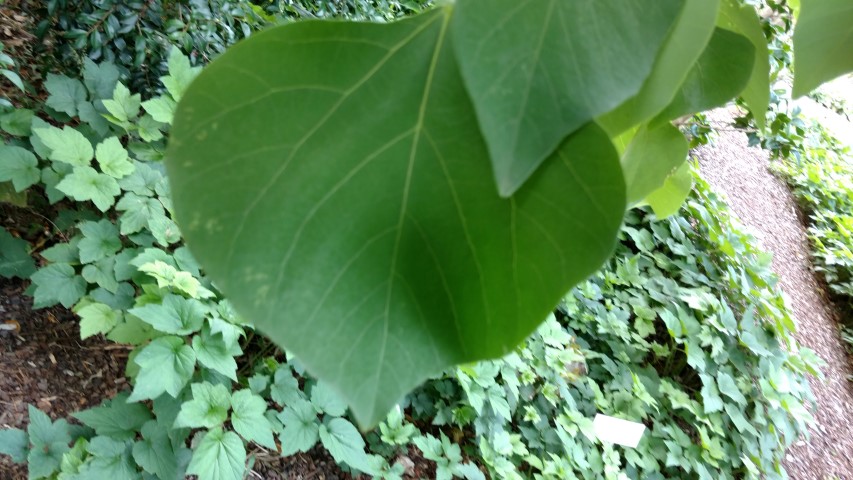 Erythrina x bidwillii plantplacesimage20170108_175811.jpg