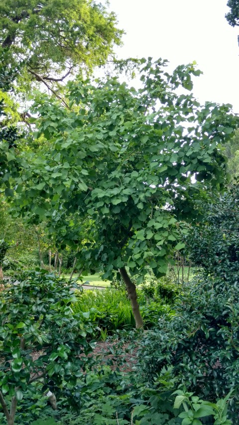 Erythrina x bidwillii plantplacesimage20170108_175832.jpg