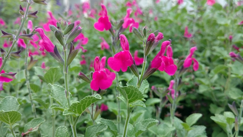 Salvia microphylla plantplacesimage20170108_175948.jpg