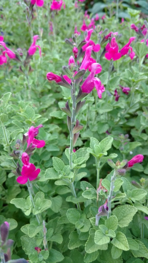 Salvia microphylla plantplacesimage20170108_180013.jpg