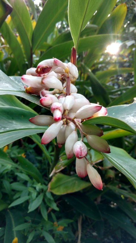 Alpinia zerumbet plantplacesimage20170108_180226.jpg