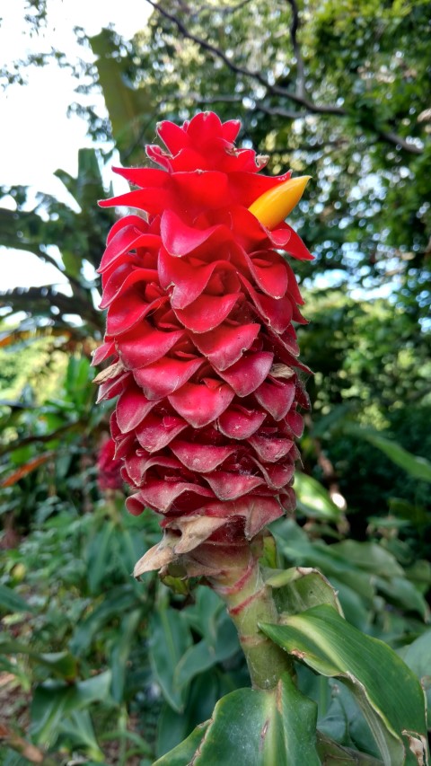 Costus comosus plantplacesimage20170108_180304.jpg