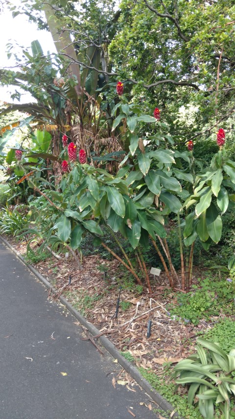 Costus comosus plantplacesimage20170108_180314.jpg