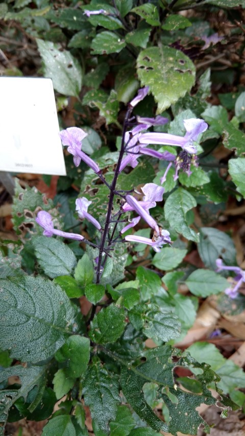 Plectranthus  plantplacesimage20170108_180333.jpg