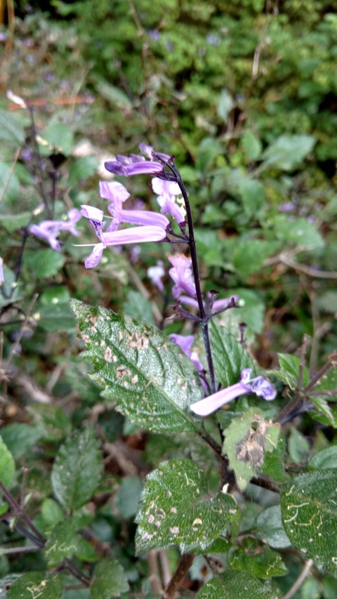 Plectranthus  plantplacesimage20170108_180344.jpg