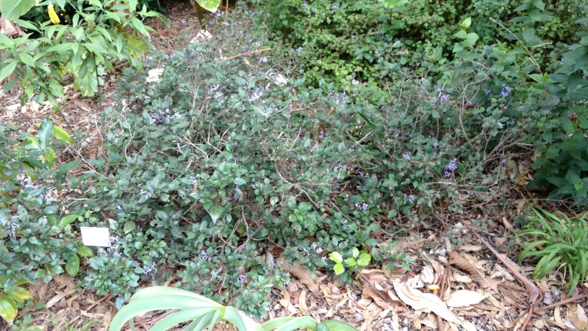 Plectranthus  plantplacesimage20170108_180353.jpg