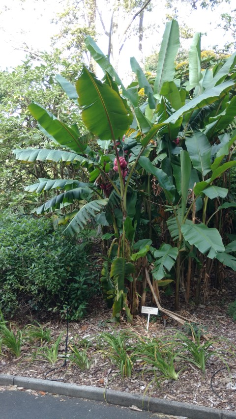 Musa velutina plantplacesimage20170108_180531.jpg