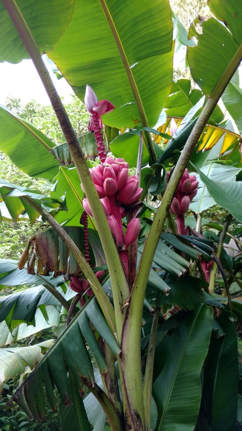 Musa velutina plantplacesimage20170108_180538.jpg