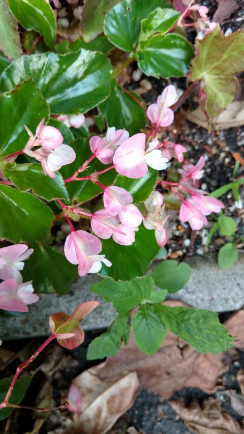 Begonia  plantplacesimage20170108_180740.jpg