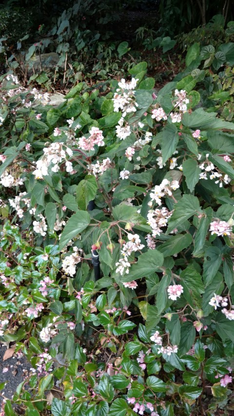 Begonia  plantplacesimage20170108_180751.jpg