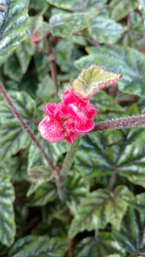 Begonia metallica plantplacesimage20170108_180827.jpg