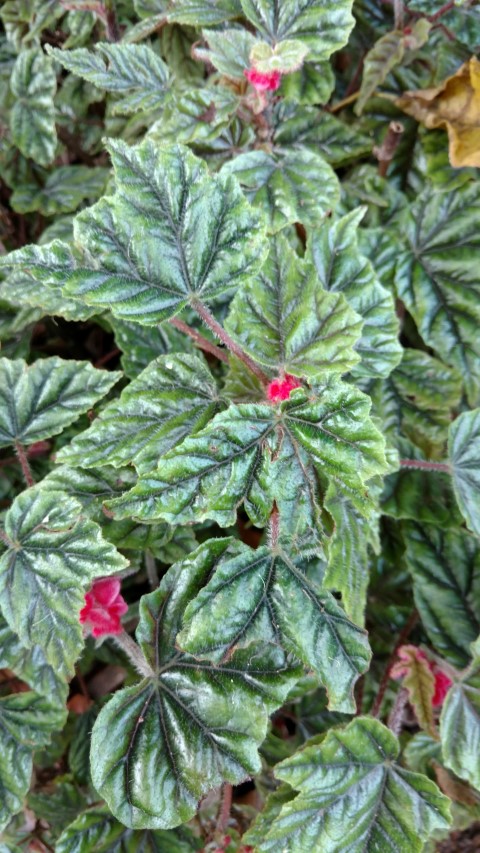 Begonia metallica plantplacesimage20170108_180837.jpg