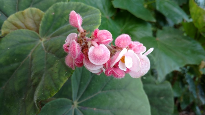 Begonia  plantplacesimage20170108_180908.jpg