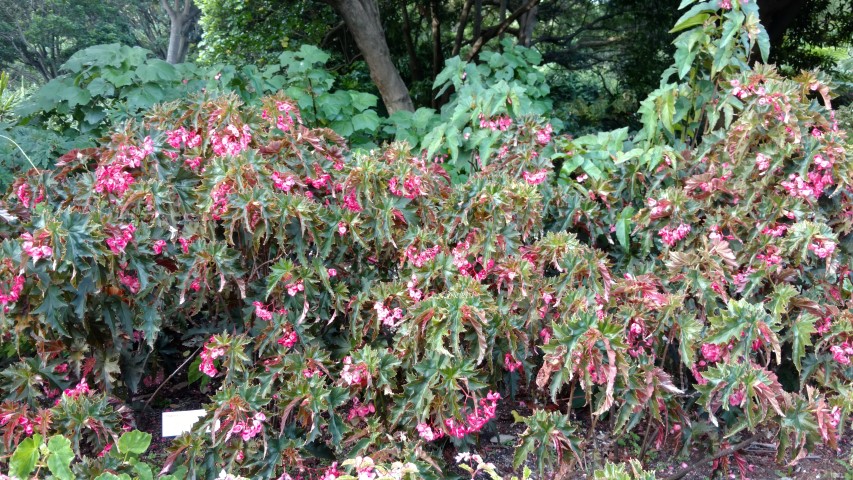 Begonia  plantplacesimage20170108_180953.jpg