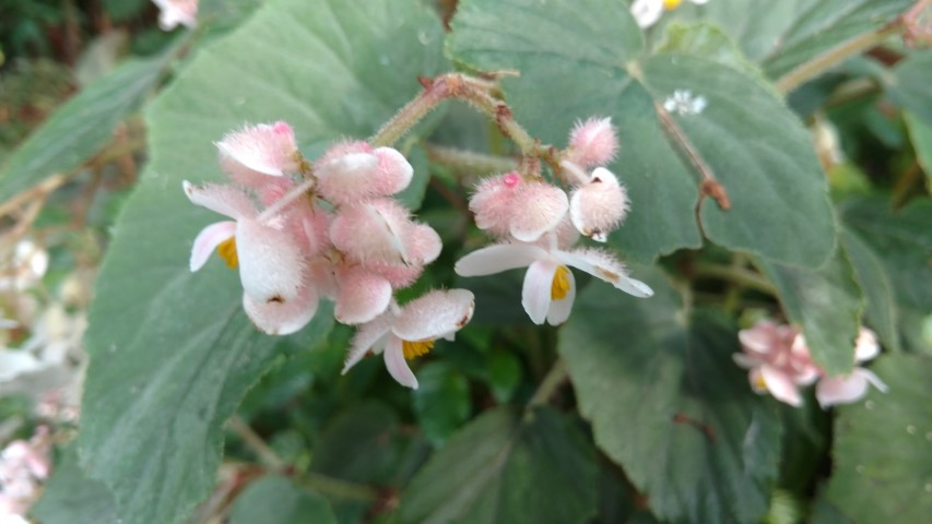 Begonia domingensis plantplacesimage20170108_181345.jpg