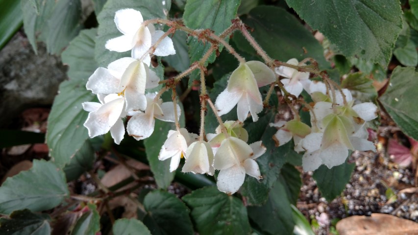 Begonia domingensis plantplacesimage20170108_181402.jpg