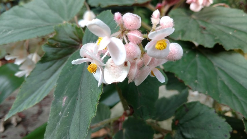 Begonia domingensis plantplacesimage20170108_181413.jpg