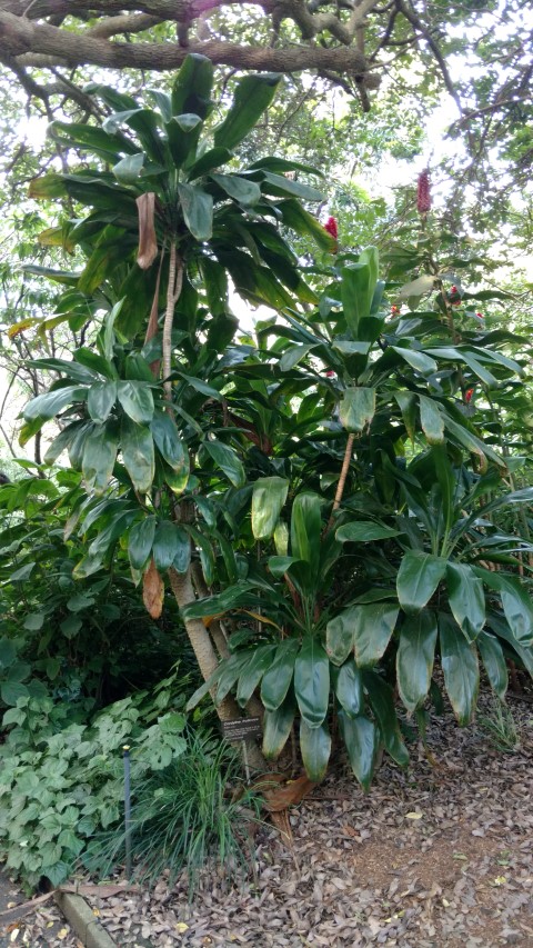 Cordyline fruiticosa plantplacesimage20170108_181529.jpg