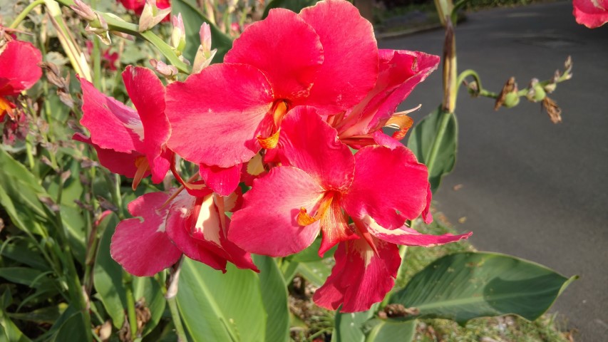 Canna x generalis plantplacesimage20170108_181839.jpg