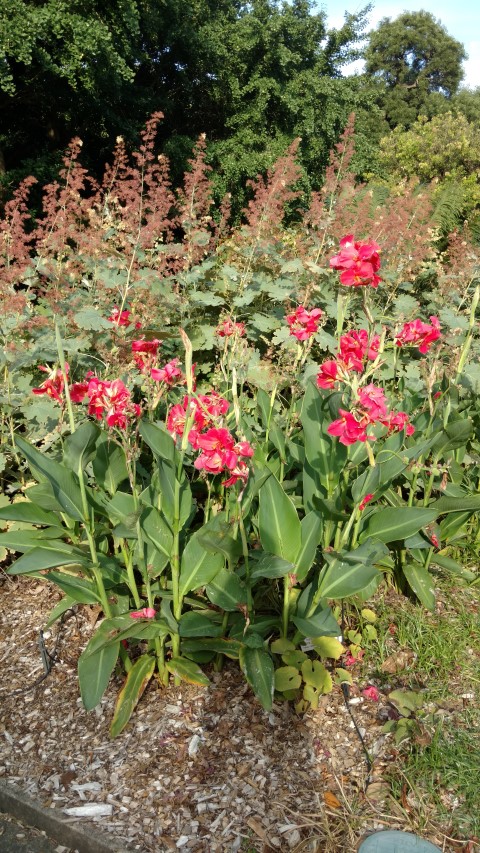 Canna x generalis plantplacesimage20170108_181852.jpg