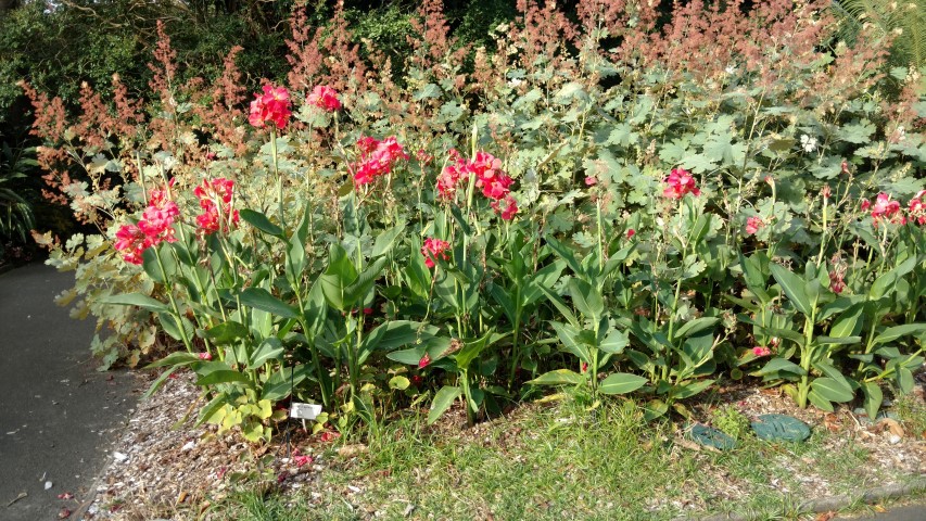 Canna x generalis plantplacesimage20170108_181902.jpg