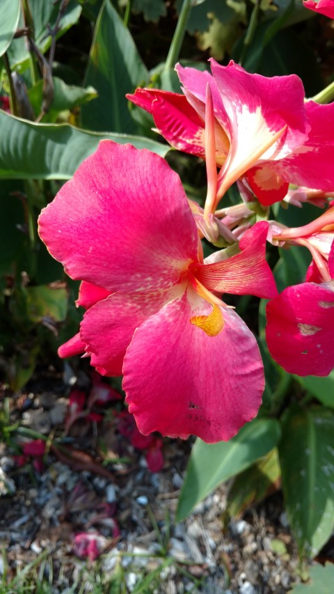 Canna x generalis plantplacesimage20170108_181915.jpg