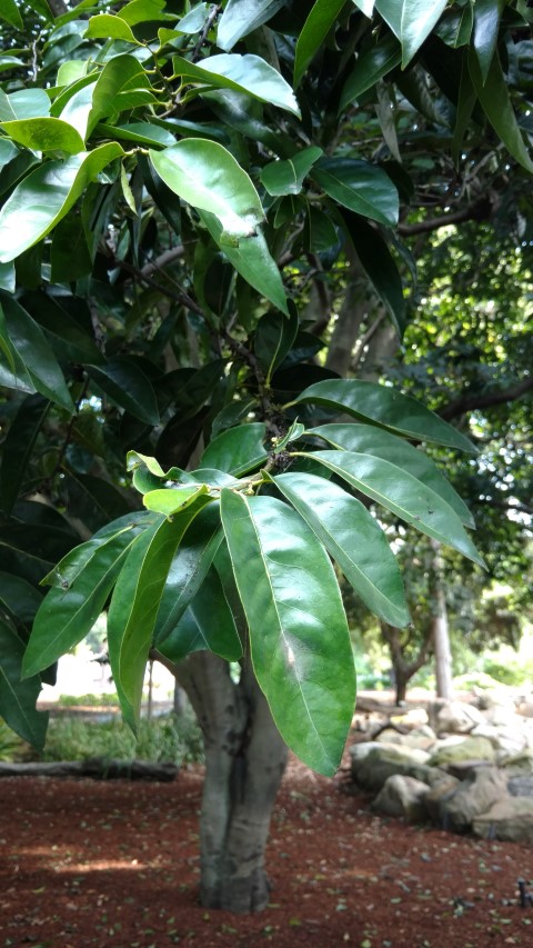 Diospyros fasciculosa plantplacesimage20170108_182210.jpg