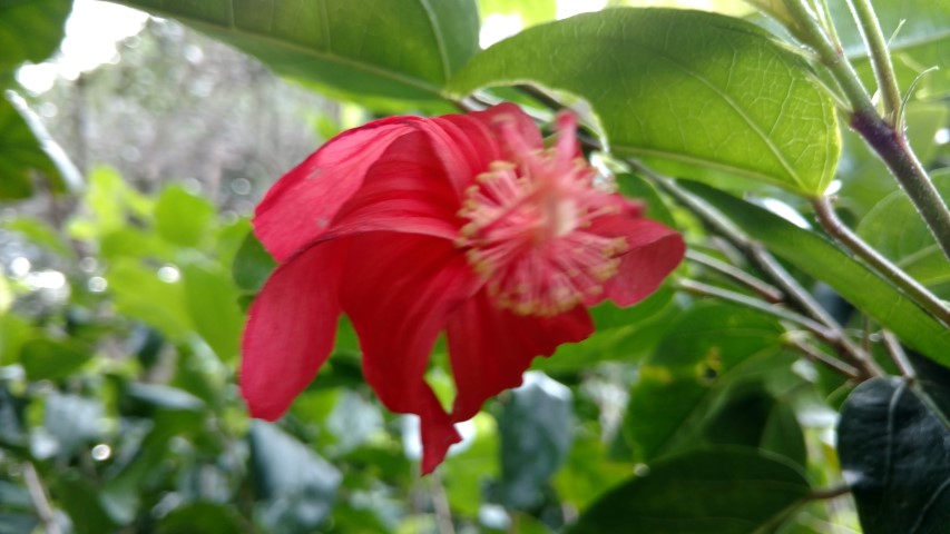 Hibiscus kokio plantplacesimage20170108_182730.jpg