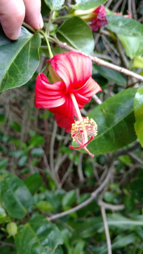 Hibiscus kokio plantplacesimage20170108_182809.jpg