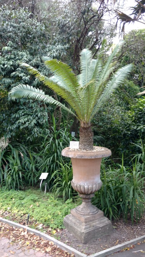 Dioon spinulosum plantplacesimage20170108_182843.jpg