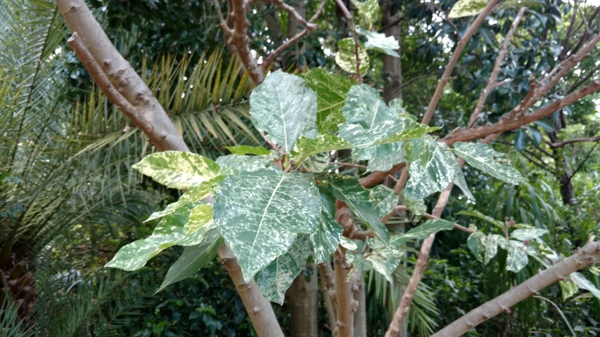 Ficus aspera plantplacesimage20170108_182951.jpg