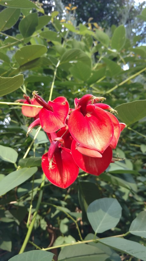 Erythrina crista-galli plantplacesimage20170108_183021.jpg