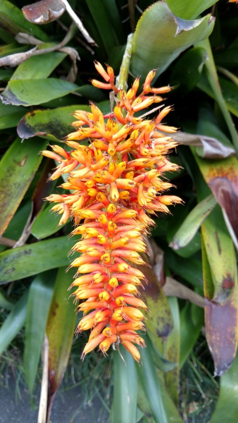 Aechmea caudata plantplacesimage20170108_183304.jpg