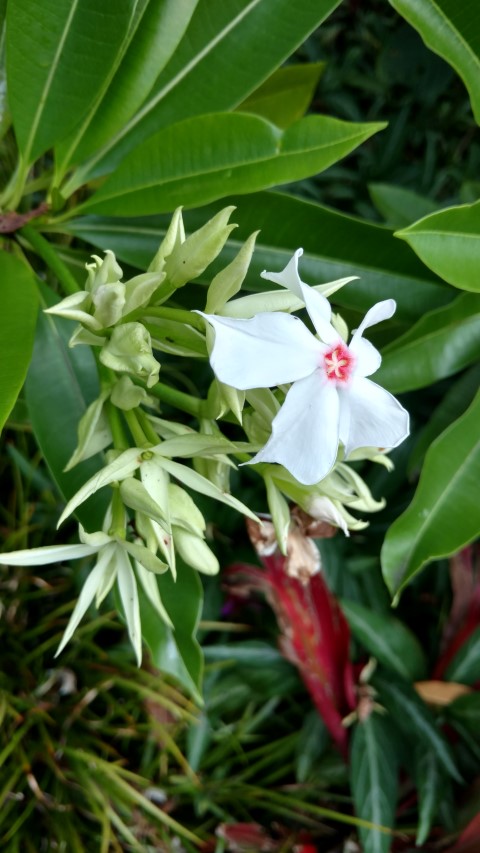 Cerbera floribunda plantplacesimage20170108_183421.jpg