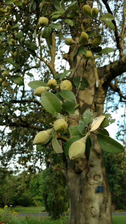 Lagunaria patersonii plantplacesimage20170108_183738.jpg