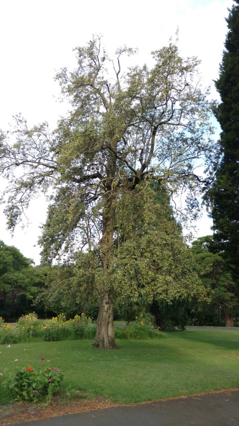 Lagunaria patersonii plantplacesimage20170108_183756.jpg