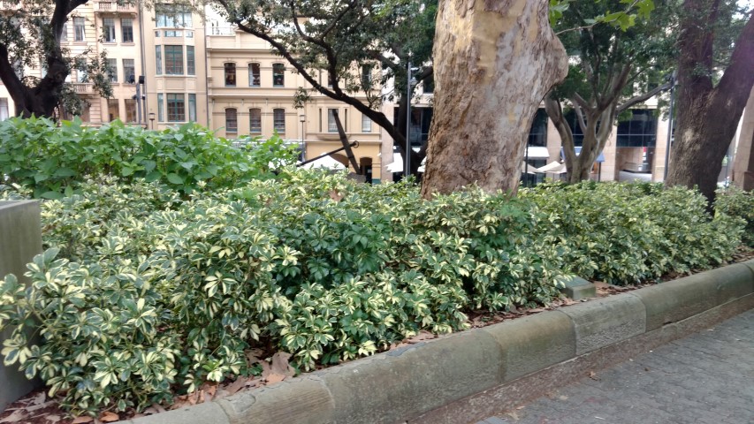 Schefflera arboricola plantplacesimage20170108_184753.jpg