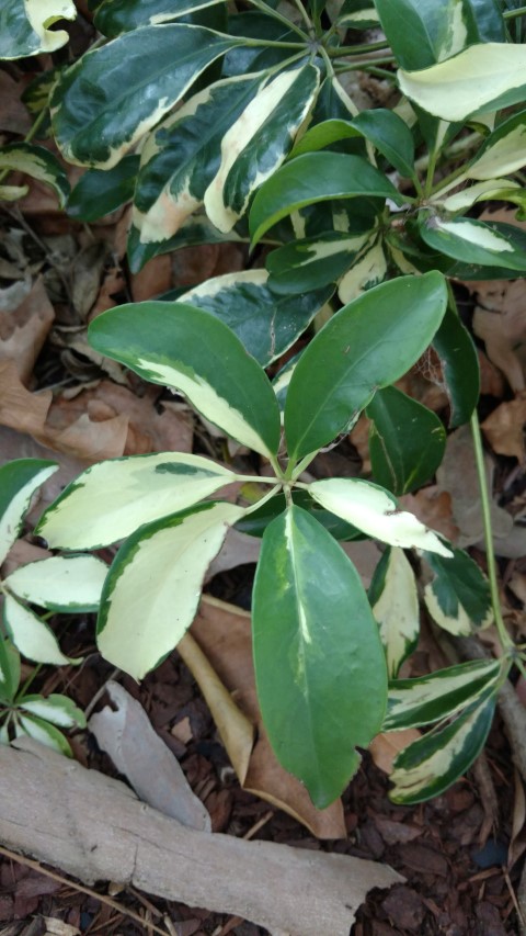 Schefflera arboricola plantplacesimage20170108_184804.jpg