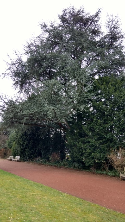 Cedrus atlantica plantplacesimage20170225_131045.jpg