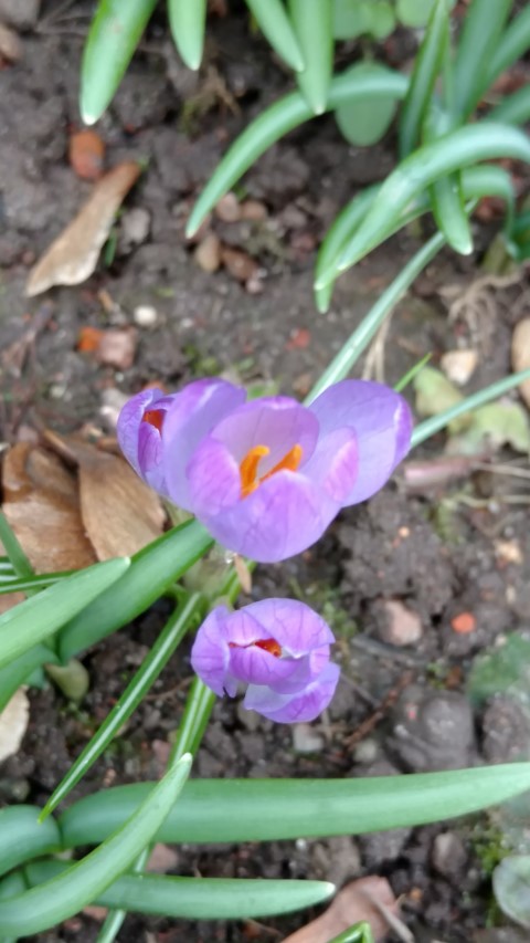 Crocus vernus plantplacesimage20170225_131224.jpg