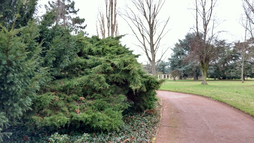 Juniperus chinensis plantplacesimage20170225_131735.jpg