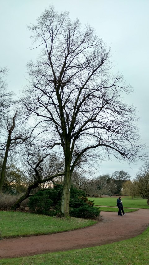 Tilia intermedia plantplacesimage20170225_132002.jpg