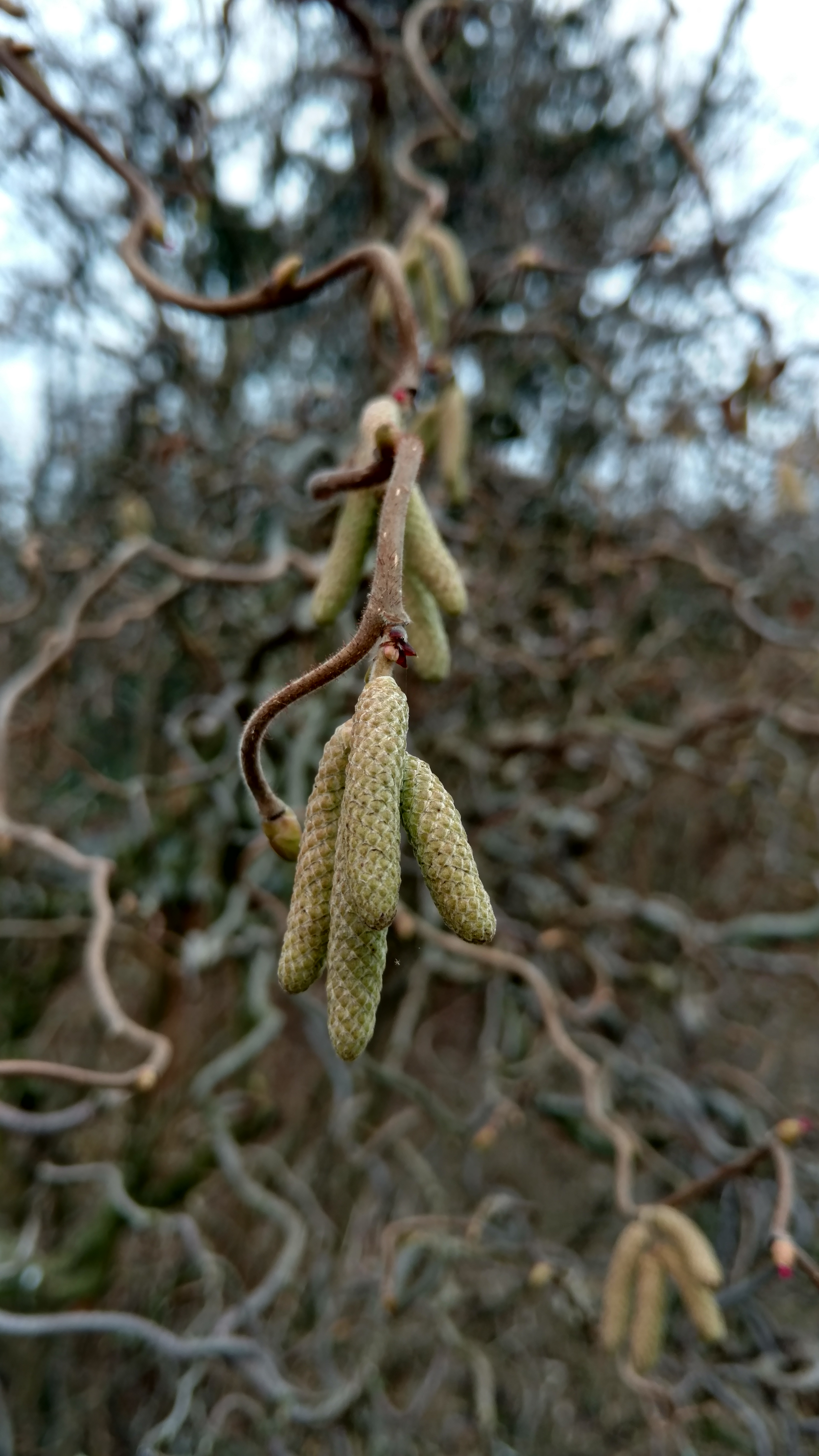 Corylus avellana plantplacesimage20170225_133252.jpg