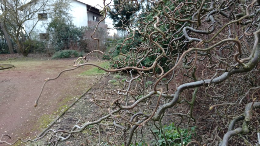 Corylus avellana plantplacesimage20170225_133305.jpg