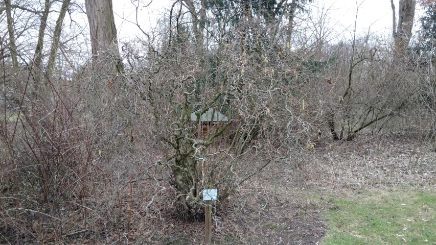 Corylus avellana plantplacesimage20170225_133329.jpg