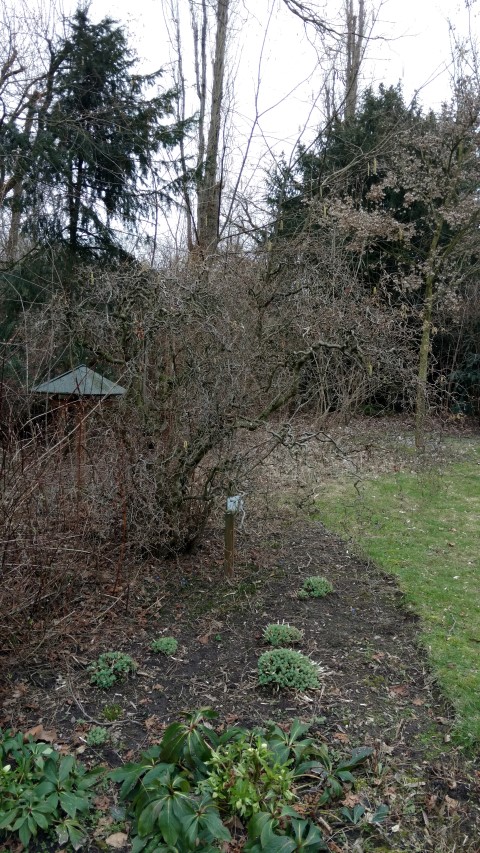 Corylus avellana plantplacesimage20170225_133351.jpg