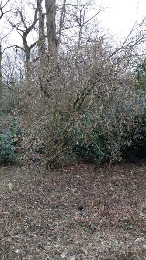 Corylus avellana plantplacesimage20170225_133456.jpg