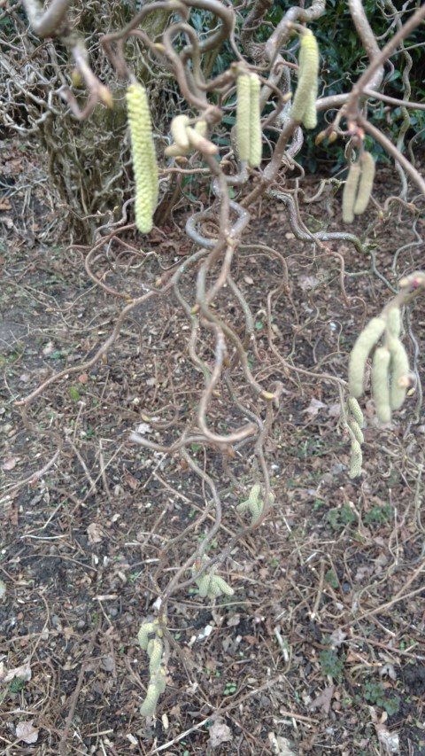 Corylus avellana plantplacesimage20170225_133505.jpg