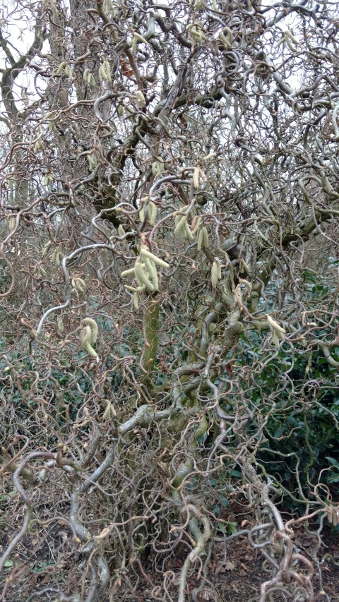 Corylus avellana plantplacesimage20170225_133518.jpg