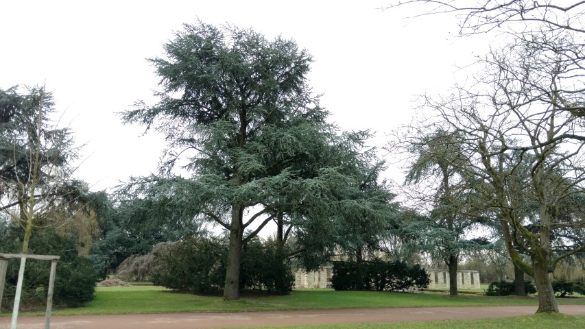 Cedrus libani plantplacesimage20170225_133612.jpg